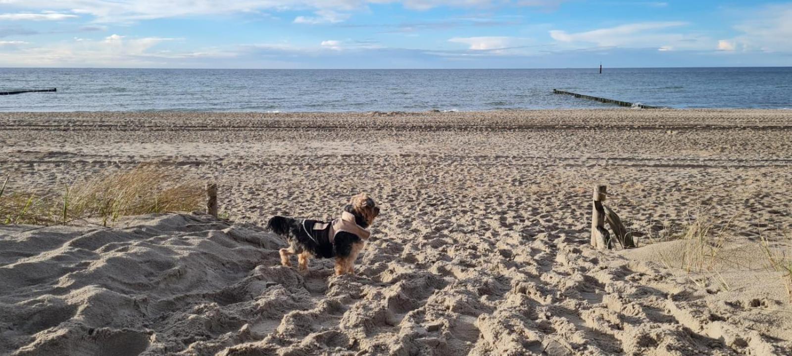 Residenz Lausitz - Apartments Fuer Urlaub Mit Hund Graal-Mueritz Eksteriør billede