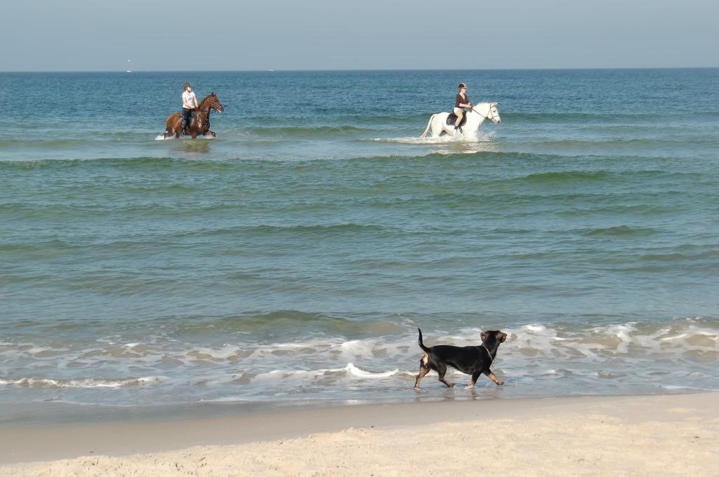 Residenz Lausitz - Apartments Fuer Urlaub Mit Hund Graal-Mueritz Eksteriør billede