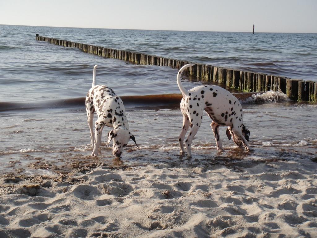 Residenz Lausitz - Apartments Fuer Urlaub Mit Hund Graal-Mueritz Eksteriør billede