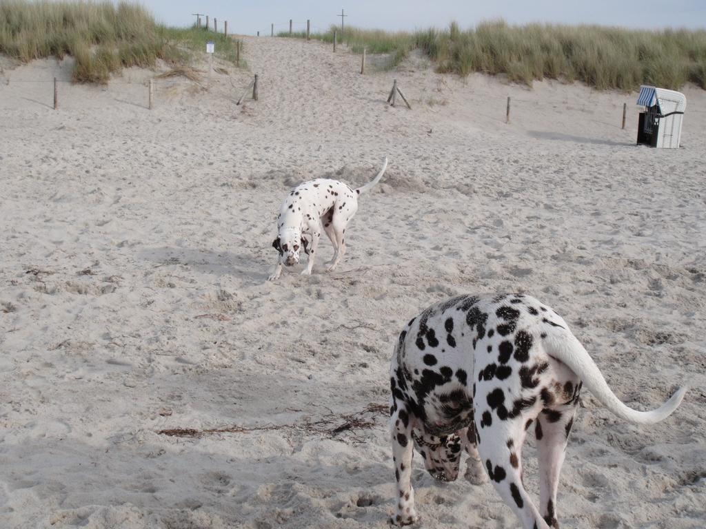 Residenz Lausitz - Apartments Fuer Urlaub Mit Hund Graal-Mueritz Eksteriør billede