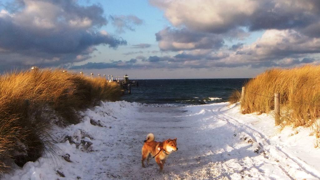 Residenz Lausitz - Apartments Fuer Urlaub Mit Hund Graal-Mueritz Eksteriør billede